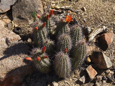 Unidentified Cactus This Is Another Cactus In South Tempe Flickr