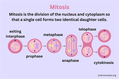 Cell Cycle Phases And Checkpoints