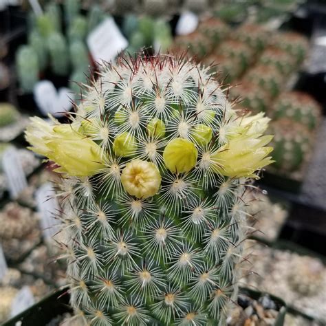 Mammillaria Microhelia Planet Desert