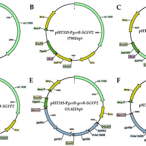 Schematic Diagram Of The Recombinant Plasmids A Pht B