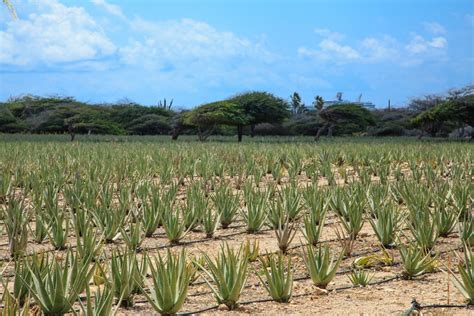 Viajas A Aruba Una Gu A Para Visitar La Isla Feliz Del Caribe