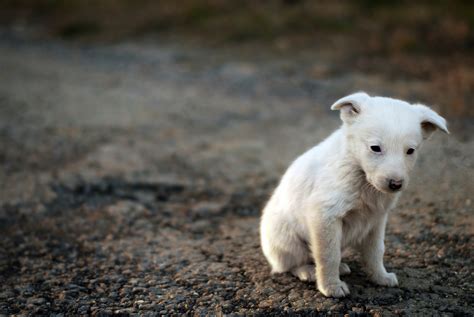 Signs of Animal Abuse to Look Out for - WPP