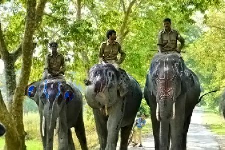 Kaziranga National Park Tour Package