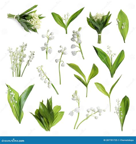 Conjunto De Hermosas Flores De Lirio Del Valle Con Hojas Verdes Sobre