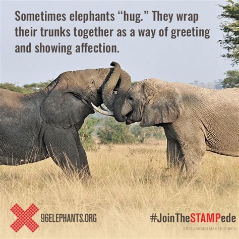 World Elephant Day Is August 12 And How You Can Help Save Elephants