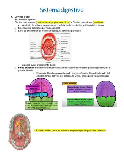 Sistema Digestivo Y Cavidad Bucal Vianca Yurani Gutierrez Hernandez