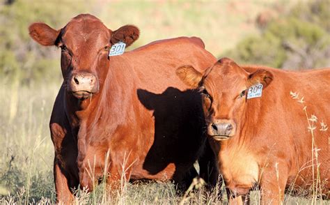 Afrigus Breeding The Ideal Beef Cattle For A Drier Future