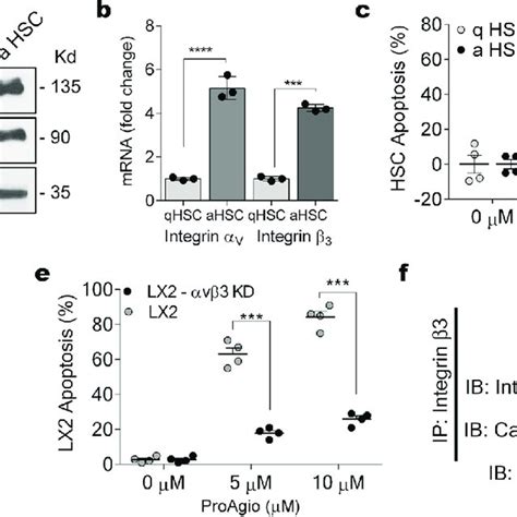 Proagio Induces Apoptosis Of Activated Hsc A Expression Of Integrin V