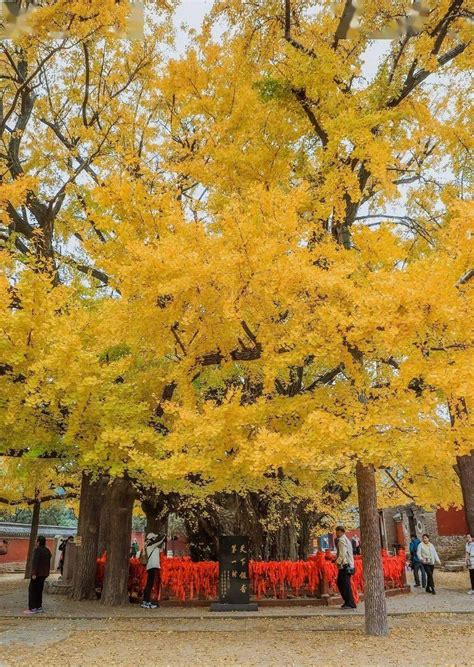 好树如诗！莒县浮来山千年银杏树登上人民日报！ 搜狐大视野 搜狐新闻