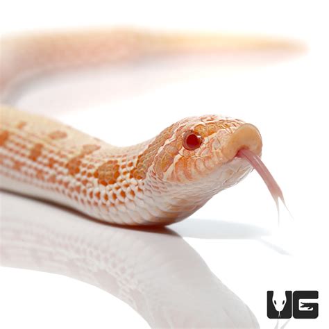 Baby Albino Anaconda Western Hognose Snake - UGR Wholesale