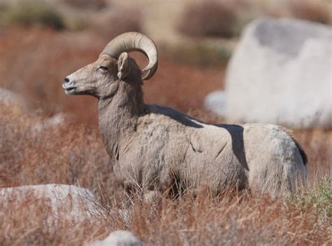 Mid Sierra Musings Endangered Sierra Nevada Bighorn Sheep 2021