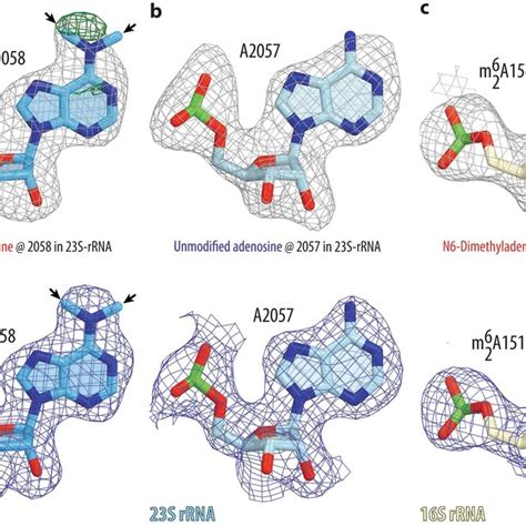 Electron Density Maps Of N6 Dimethylated And Unmethylated Adenine