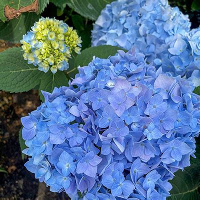 Ibloom Azure Skies Hydrangea Spring Hill