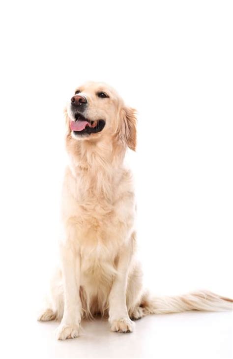 Cuidados Esenciales Para El Pelaje Del Golden Retriever Caninopedia