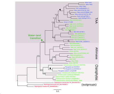 Phylogenetic Relationship Of Taa Like Genes From Streptophytes