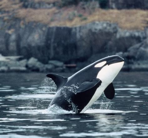 Vancouver Island Whale-Watching Packages | BC Ferries Vacations