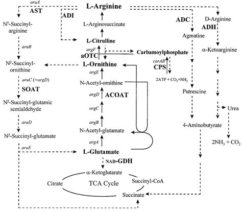 Arginine Metabolic Pathways In P Aeruginosa Only Key Intermediates