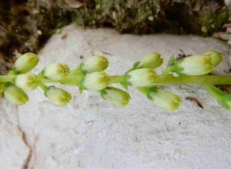 Ombelico Di Venere Umbilicus Rupestris Caratteristiche Botaniche E Usi