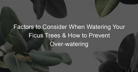 Factors to Consider When Watering Your Ficus Trees & How to Prevent Over-watering - Ficus To Life