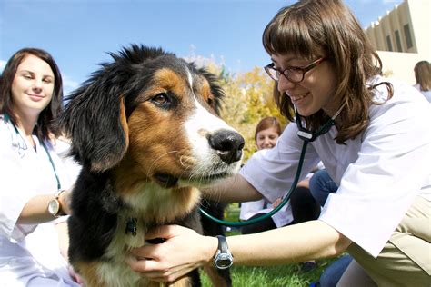 Communicating In An Animals World Wcvm Today Western College Of