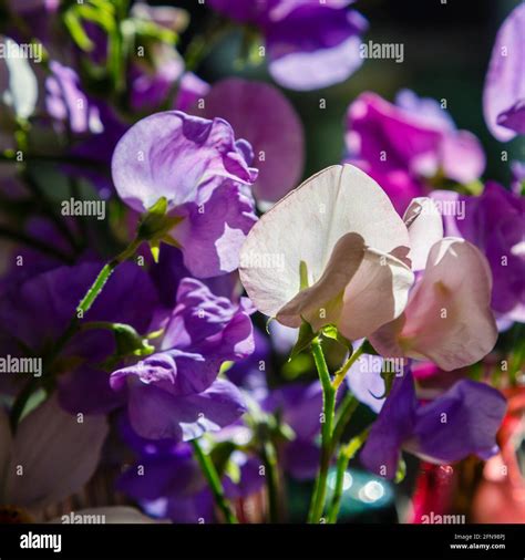 Sweet Pea Display Hi Res Stock Photography And Images Alamy