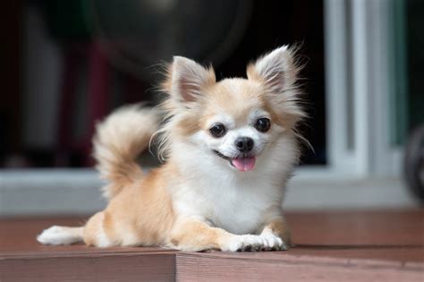 Teacup Chiwawa Dog