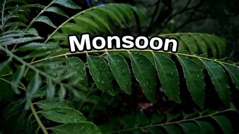 Monsoon Cinematic Video Into The Nature YouTube