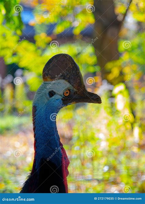 Portrait Australian Big Forest Bird Southern Cassowary Casuarius