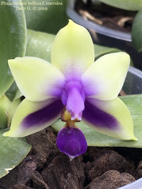 Phalaenopsis Bellina F Coerulea