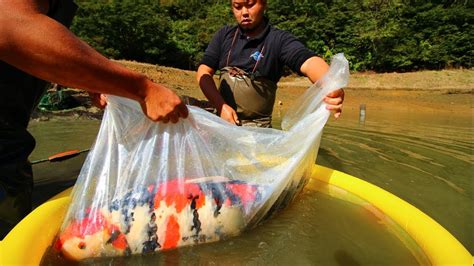 Big Koi Fish Harvest Marujyu Koi Farm Youtube