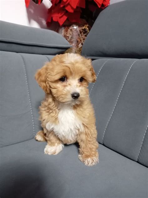 Piesek Maltipoo Do Odbioru Nowe Rybie OLX Pl