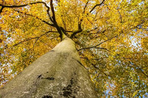 Giant Beech Tree Stock Image Image Of Landscape Bathing 26549473