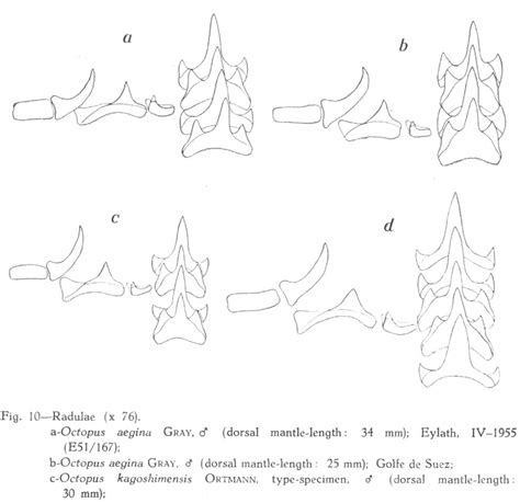 Figure 1 From CONTRIBUTIONS TO THE KNOWLEDGE OF THE RED SEA NO 31