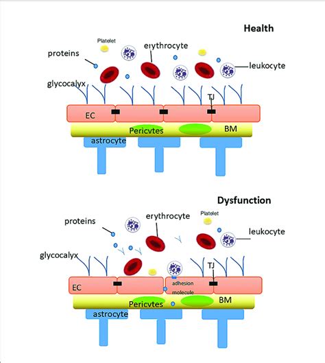 | Diagram of the relationship between glycocalyx and the bloodbrain ...