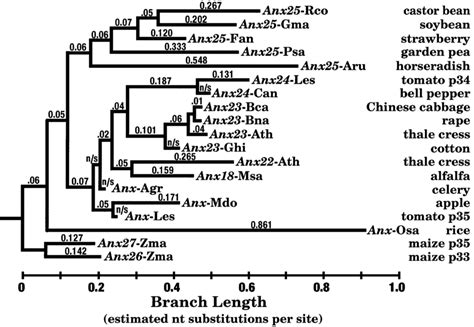 Phylogenetic Relationship Of Plant Annexins Based On Maximum