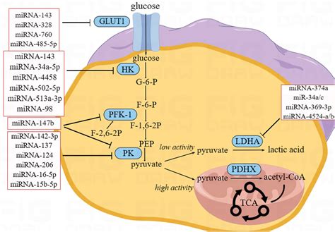 Frontiers Recent Advances Micrornas And Metabolic Reprogramming In