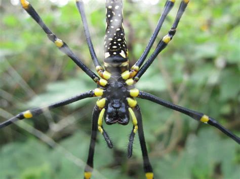 Gagambang Hari Dave Onayan Flickr