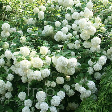 Plant Pictures: Viburnum opulus - 'Sterile' (Guelder Rose) - Secondary ...