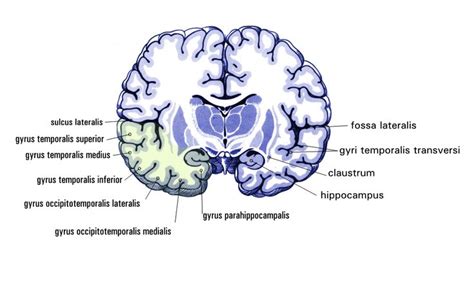 Parahippocampal gyrus | Wikiwand | Medicine studies, Neuropsychology ...