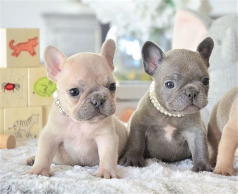 How Much Does A French Bulldog Cost In Canada