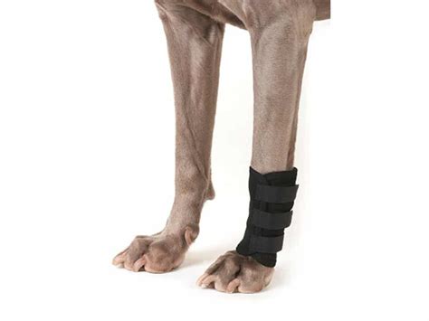 how to wrap a dog's leg