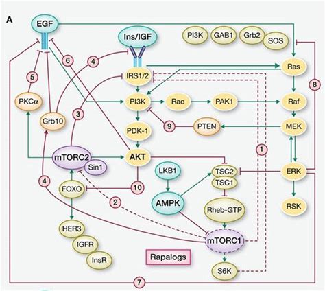 Cancer Pathways Mary Crowley Cancer Research