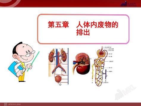 第五章 人体内废物的排出七年级下册word文档在线阅读与下载免费文档