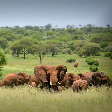 Wildlife in Serengeti National Park - Tanzania