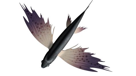 obj exocoetus flying fishes