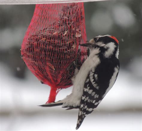 Winter Bird Feeders – Podcast #241 — Joey Bee Outdoors, Science, and Nature