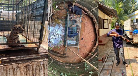 Veterinarian Dr Meghana Enters Well To Rescue Leopard Karnataka