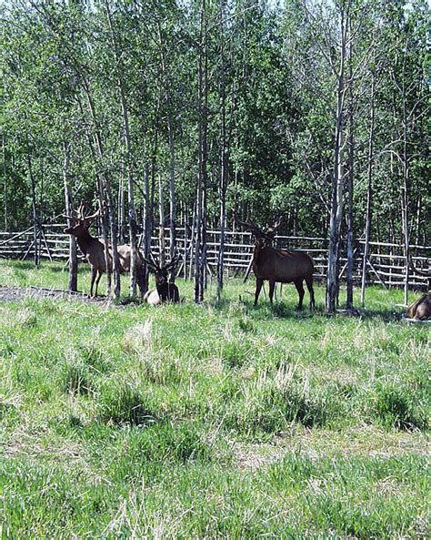 Wildlife - Yukon Territory Information