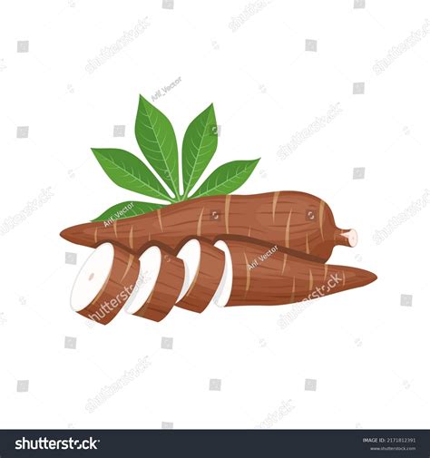 Vector Illustration Cassava Root Manihot Esculenta Stock Vector