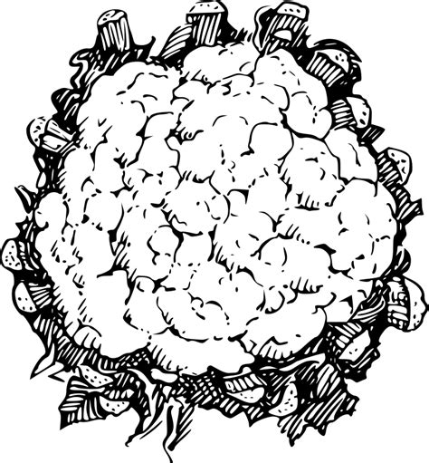 Cauliflower Drawing Image Drawing Skill